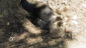 Un oso pardo hallado muerto