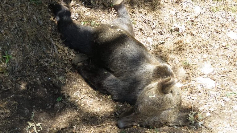 El oso pardo hallado muerto