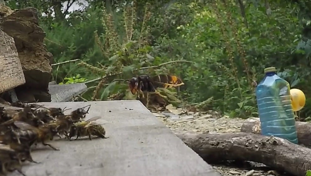 Momento del vídeo en el que la avispa asiática ataca a la colmena de abispas