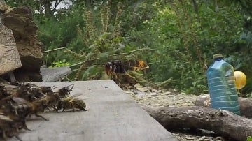 Momento del vídeo en el que la avispa asiática ataca a la colmena de abispas