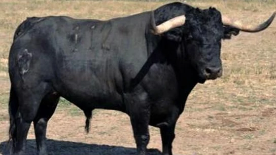 Pelado Pelado