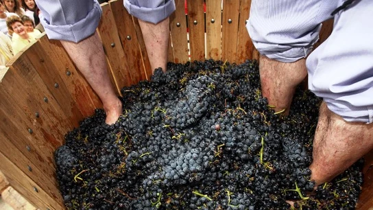 Pisa de la uva en la Fiesta de la Vendimia de Rioja Alavesa Pisa de la uva en la Fiesta de la Vendimia de Rioja Alavesa