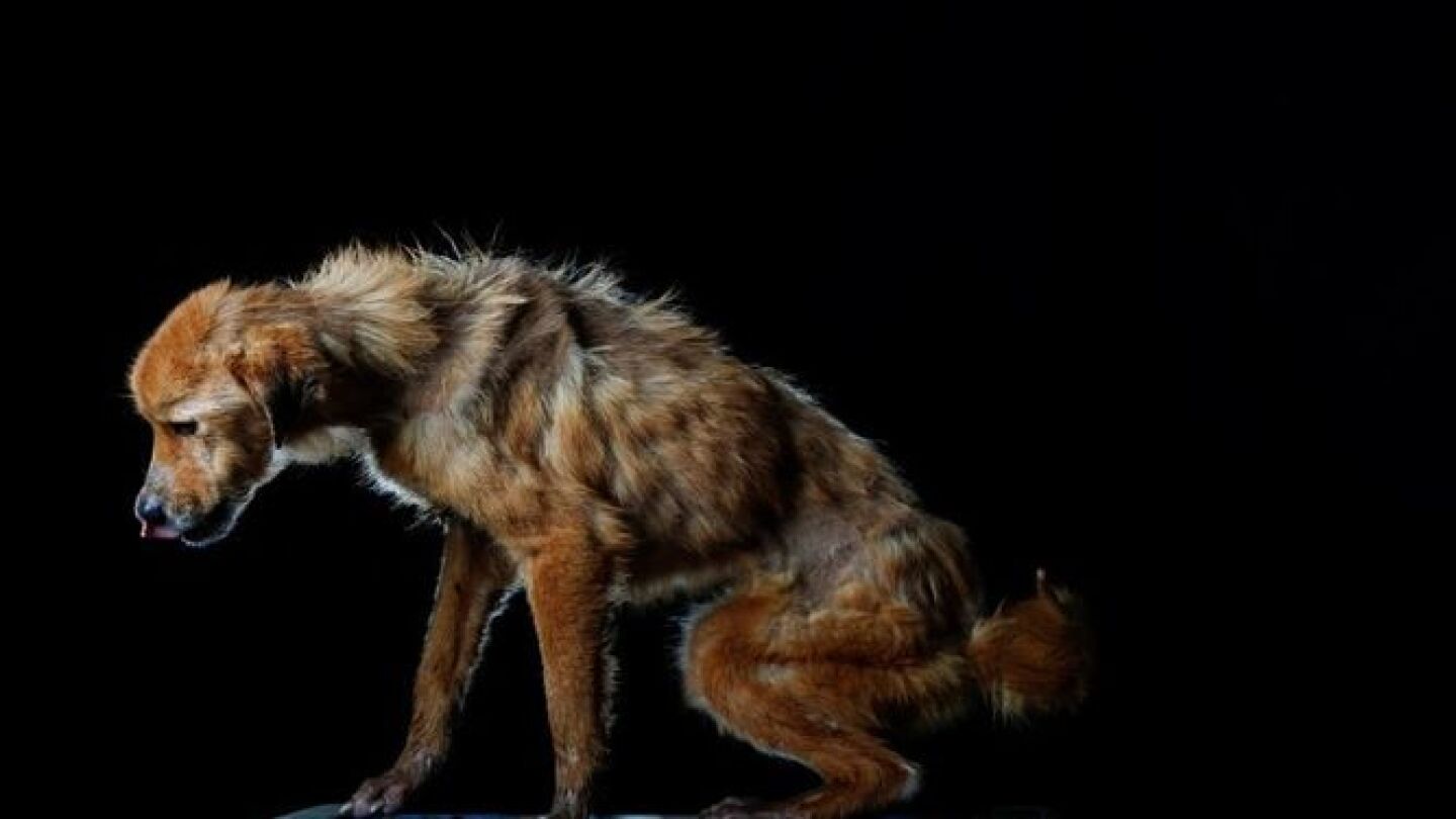 Imagen de un perro de Venezuela 