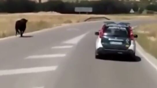 Frame 29.61457 de: La Guardia Civil persigue y abate a un toro que escap&oacute; de un encierro en Cuenca