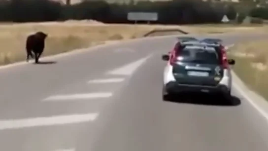 Frame 29.61457 de: La Guardia Civil persigue y abate a un toro que escapó de un encierro en Cuenca Frame 29.61457 de: La Guardia Civil persigue y abate a un toro que escapó de un encierro en Cuenca