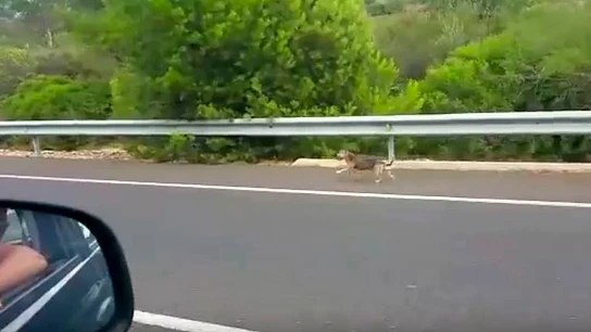 Un perro corre tras el coche de sus dueños tras ser abandonado Un perro corre tras el coche de sus dueños tras ser abandonado
