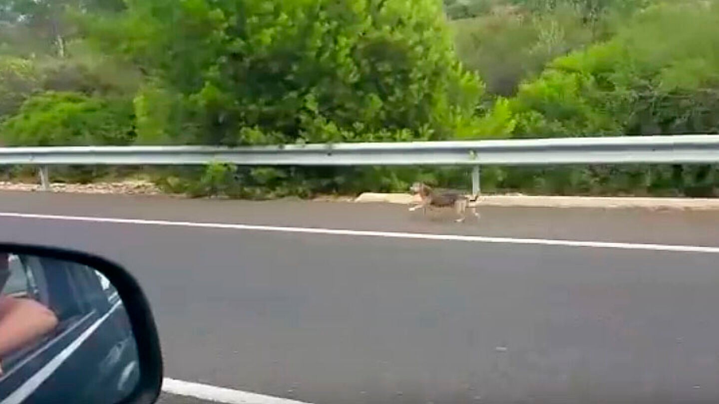 Un perro corre tras el coche de sus due&ntilde;os tras ser abandonado