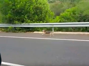 Un perro corre tras el coche de sus dueños tras ser abandonado Un perro corre tras el coche de sus dueños tras ser abandonado