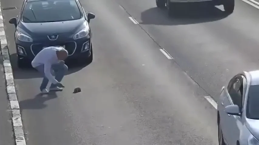 Frame 55.369279 de: Un hombre no duda en parar su coche en medio de una autopista en Rusia para salvar a un pequeño gato de una muerte segura Frame 55.369279 de: Un hombre no duda en parar su coche en medio de una autopista en Rusia para salvar a un pequeño gato de una muerte segura