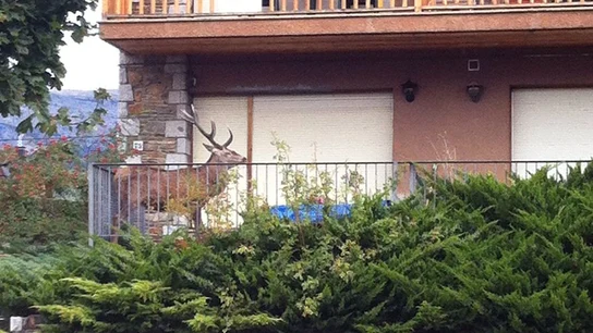 Un ciervo se mete dentro de un balcón Un ciervo se mete dentro de un balcón