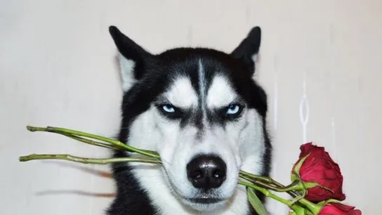 Grumpy dog Grumpy dog