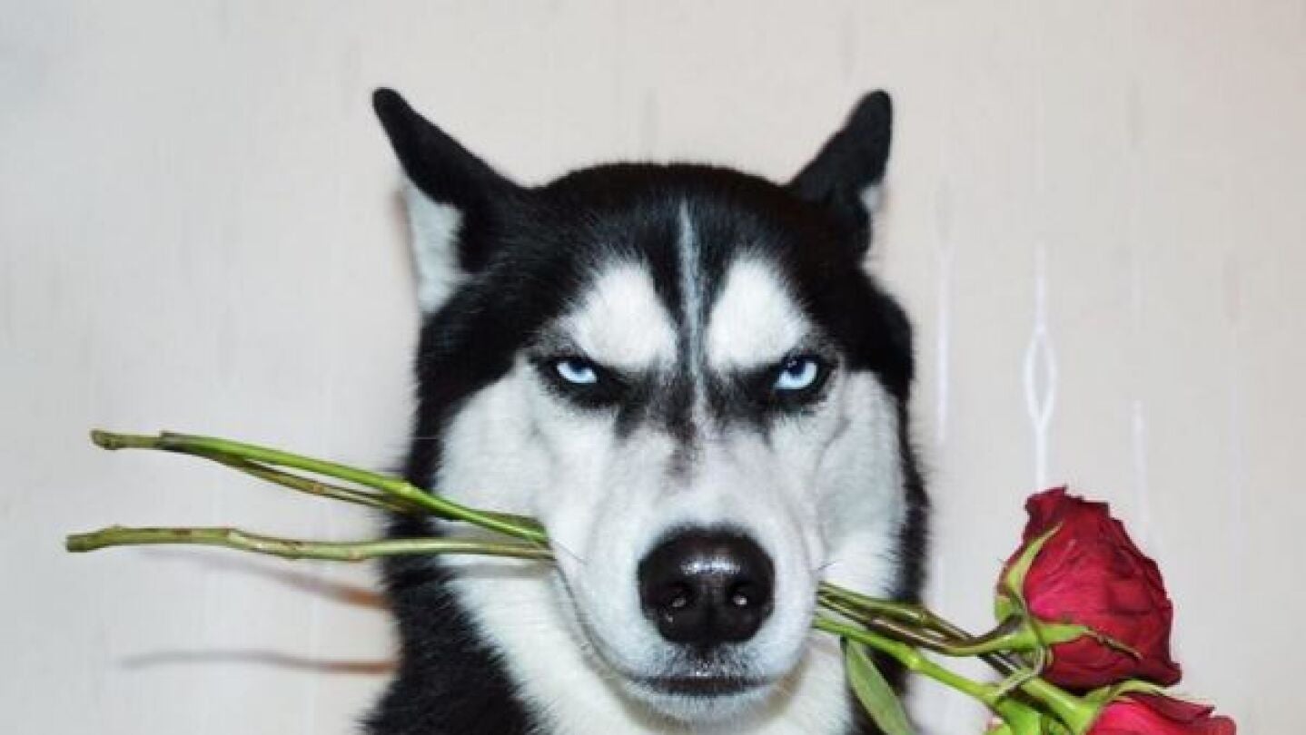Grumpy dog