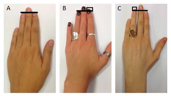 Personalidad según la diferencia entre los dedos anular e índice Personalidad según la diferencia entre los dedos anular e índice