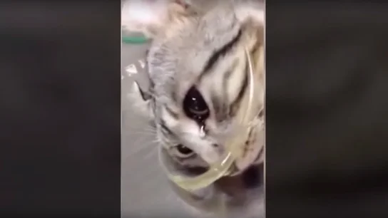 Una gata llora tras ser golpeada Una gata llora tras ser golpeada