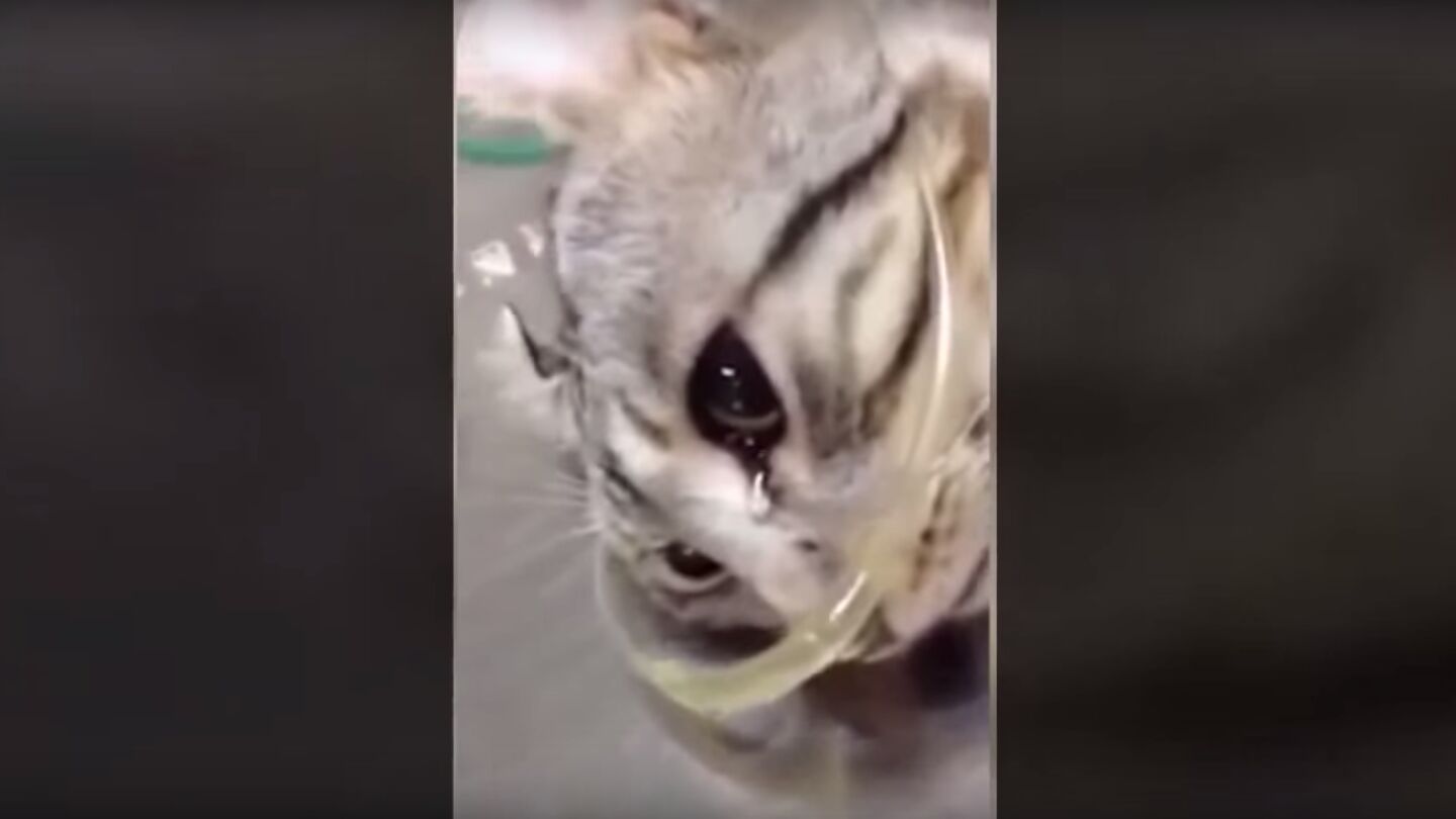 Una gata llora tras ser golpeada