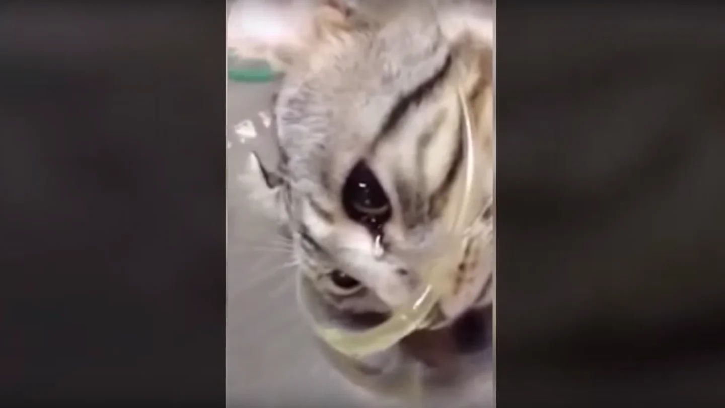 Una gata llora tras ser golpeada Una gata llora tras ser golpeada