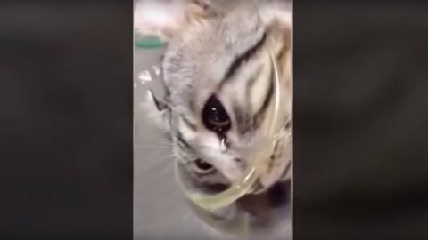 Una gata llora tras ser golpeada