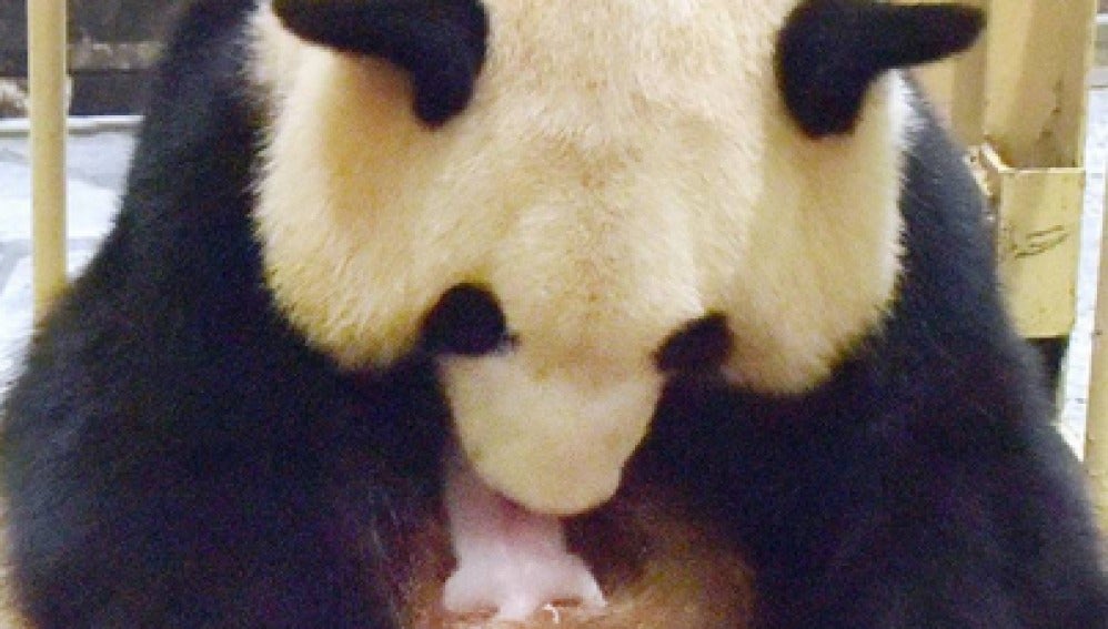 Rauhin y la nueva cría de panda gigante