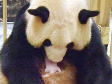 Rauhin y la nueva cría de panda gigante Rauhin y la nueva cría de panda gigante
