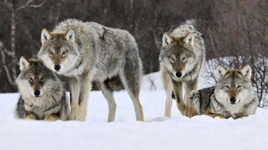 Lobos noruegos 