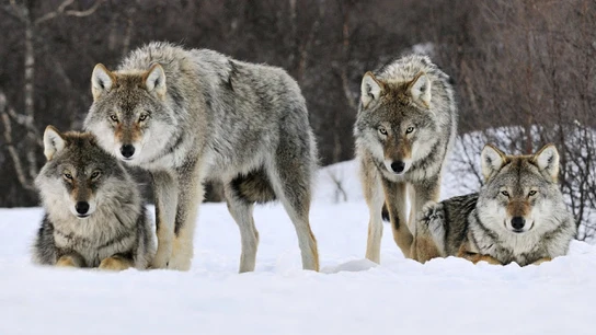 Lobos noruegos Lobos noruegos