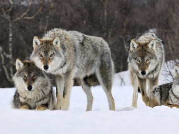 Lobos noruegos Lobos noruegos