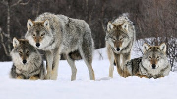 Lobos noruegos 