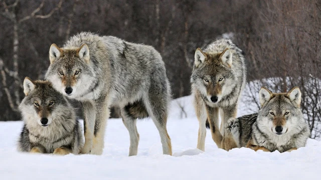 Lobos noruegos 