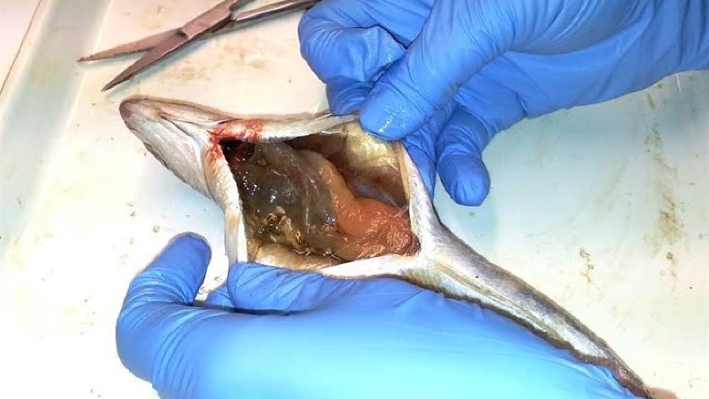 Varias especies comerciales de peces tienen un elevado porcentaje de micropl&aacute;sticos en sus est&oacute;magos