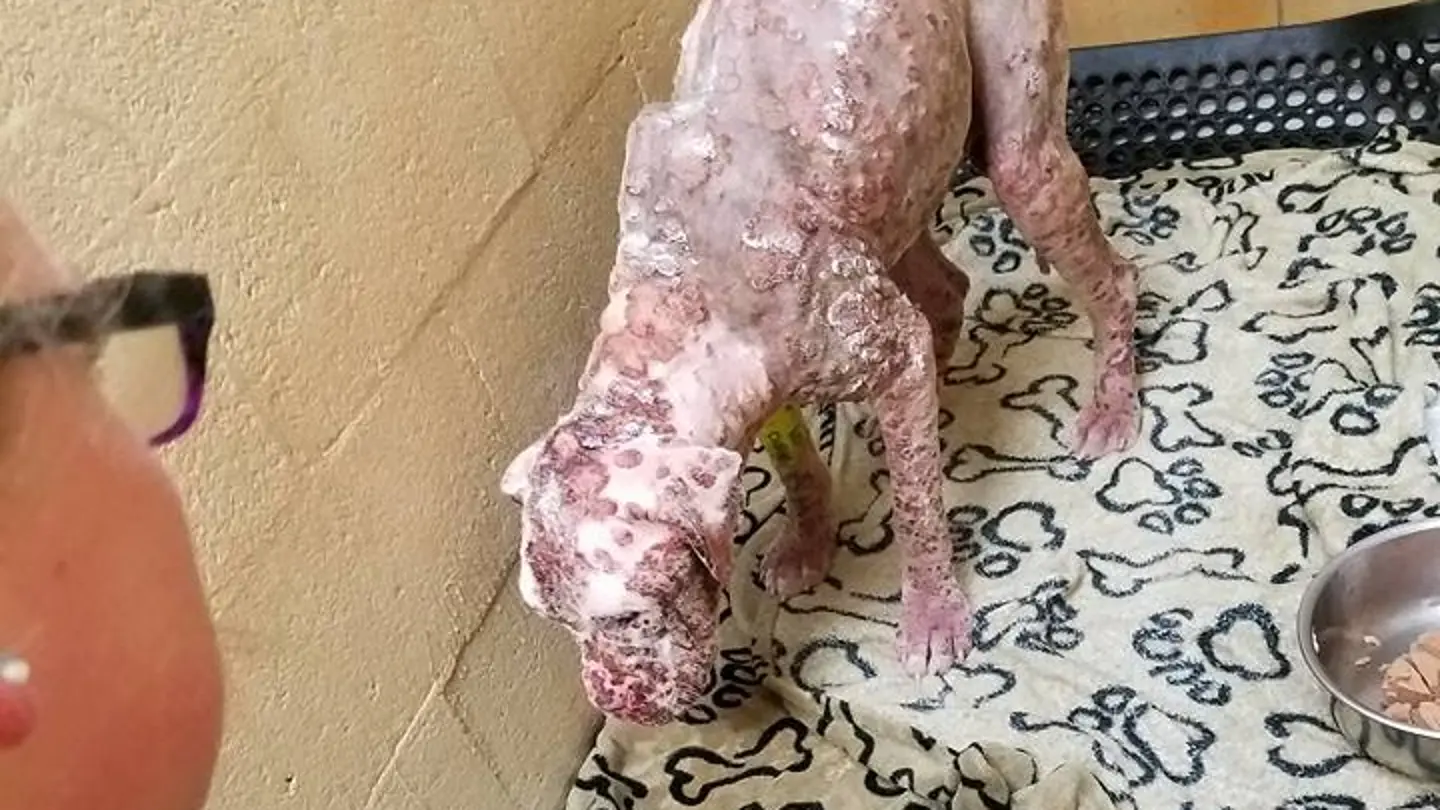 Perro abandonado tras perder el pelo al picarle miles de abejas Perro abandonado tras perder el pelo al picarle miles de abejas