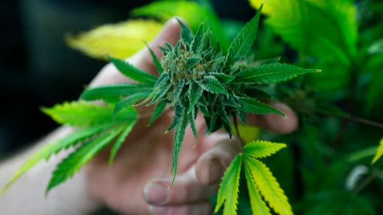 Imagen de archivo de una planta de Cannabis Imagen de archivo de una planta de Cannabis