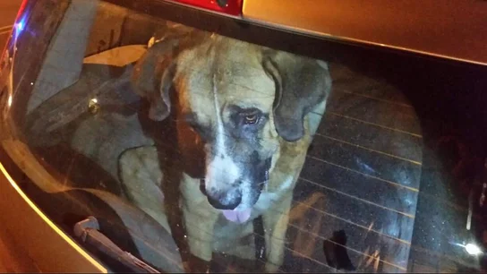 Uno de los perros encontrados la operación policial Uno de los perros encontrados la operación policial
