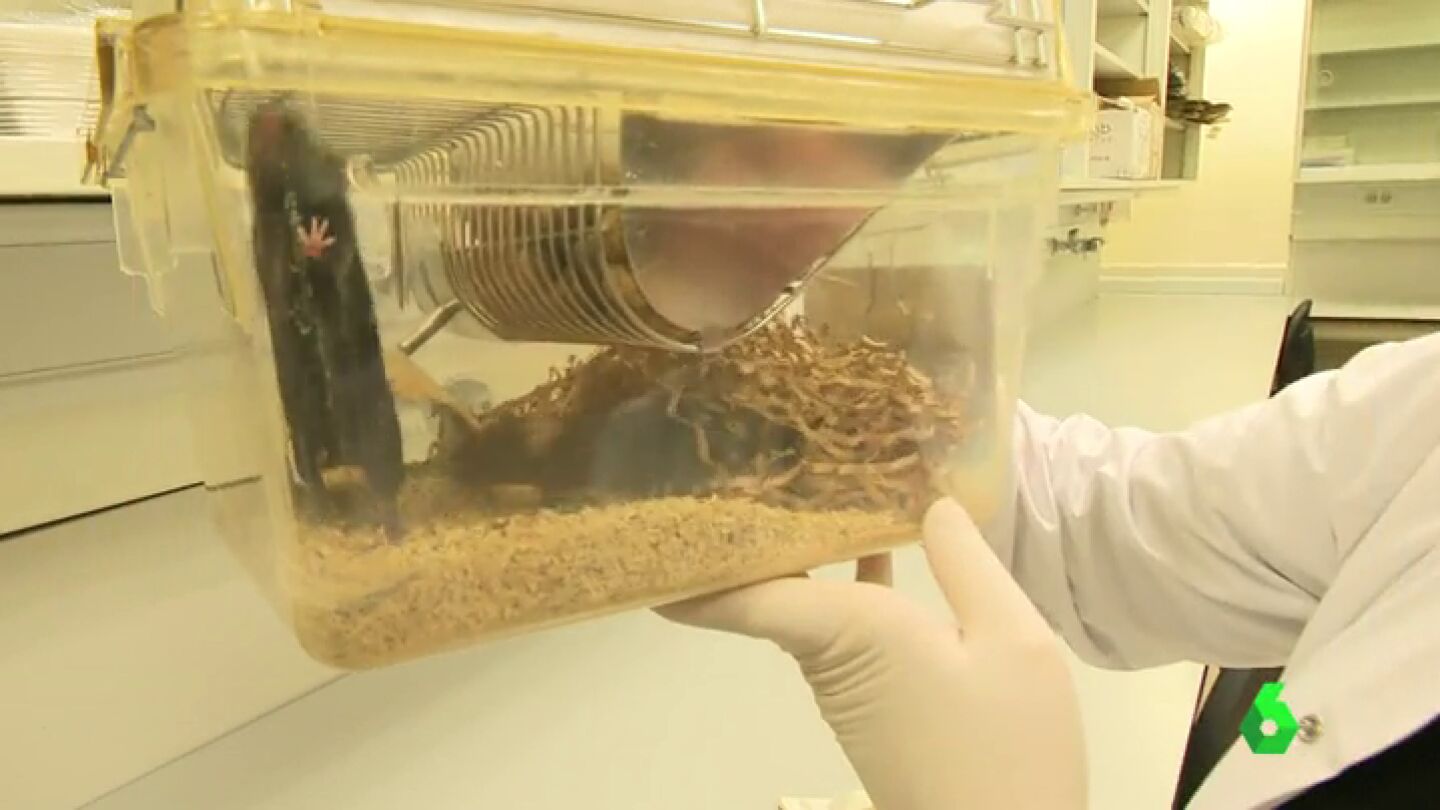 Frame 0.536983 de: Logran alargar la vida de unos ratones en un investigaci&oacute;n clave para ralentizar la aparici&oacute;n de ciertos tipos de c&aacute;ncer