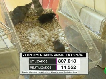 Número de animales empleados cada año en la experimentación en España Número de animales empleados cada año en la experimentación en España