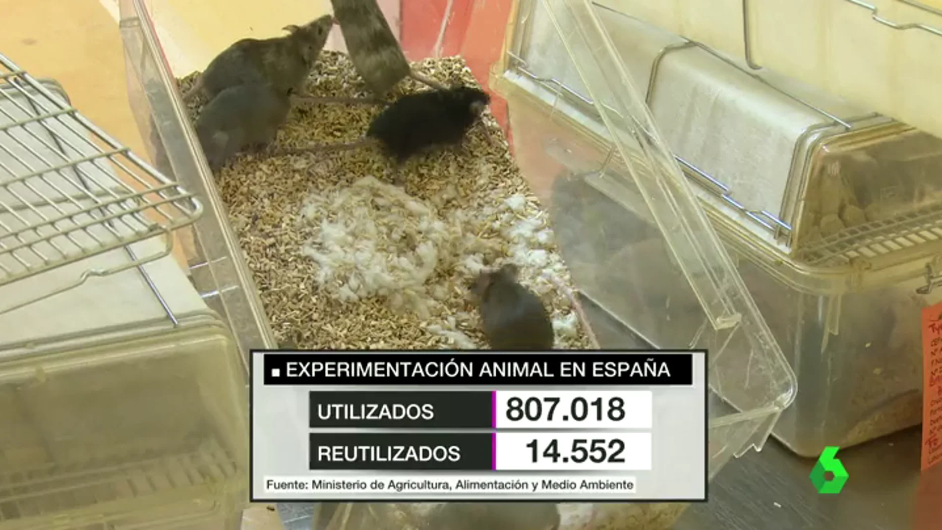Número de animales empleados cada año en la experimentación en España