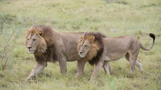 Leonas de Botswana Leonas de Botswana