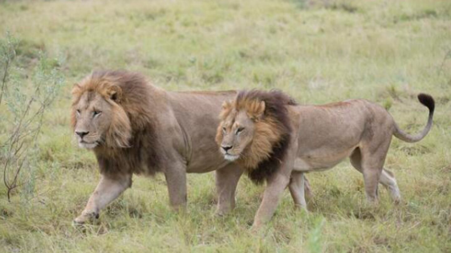 Leonas de Botswana