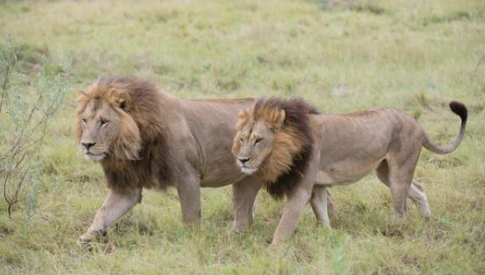 Tienen melena, rugen y montan a otras hembras: la transexualidad de cinco  leonas de Botsuana