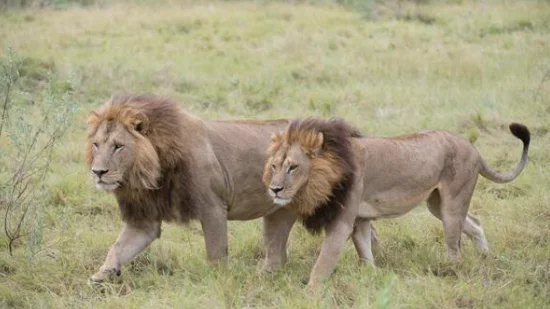 Leonas de Botswana