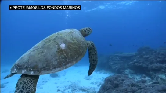 Frame 17.28 de: ¿Conoces los paraísos submarinos que tienen España? Las profundidades de los océanos, las grandes olvidadas Frame 17.28 de: ¿Conoces los paraísos submarinos que tienen España? Las profundidades de los océanos, las grandes olvidadas