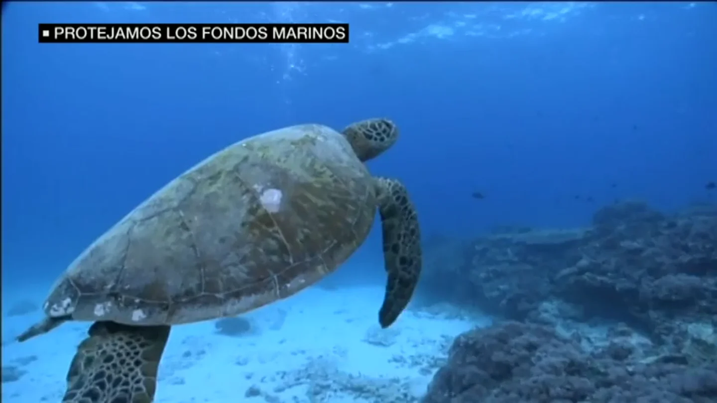 Frame 17.28 de: ¿Conoces los paraísos submarinos que tienen España? Las profundidades de los océanos, las grandes olvidadas Frame 17.28 de: ¿Conoces los paraísos submarinos que tienen España? Las profundidades de los océanos, las grandes olvidadas