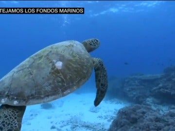 Frame 17.28 de: ¿Conoces los paraísos submarinos que tienen España? Las profundidades de los océanos, las grandes olvidadas Frame 17.28 de: ¿Conoces los paraísos submarinos que tienen España? Las profundidades de los océanos, las grandes olvidadas