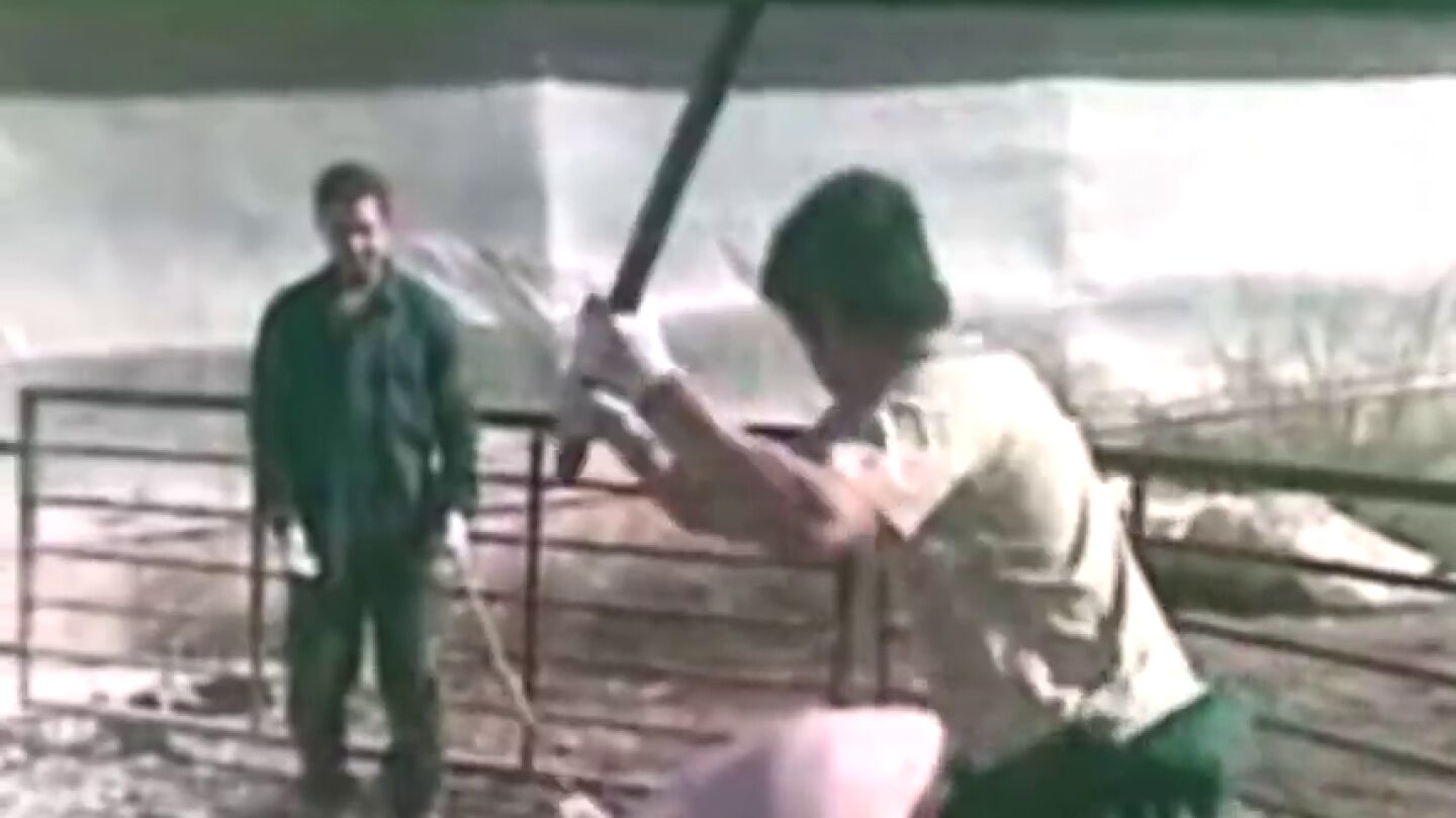 Frame 11.480302 de: Un a&ntilde;o de c&aacute;rcel por matar a cerdos a golpes y espadazos en una granja de Murcia
