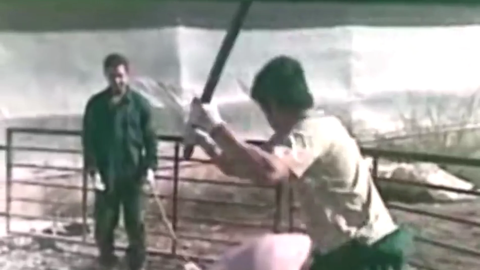 Frame 11.480302 de: Un año de cárcel por matar a cerdos a golpes y espadazos en una granja de Murcia
