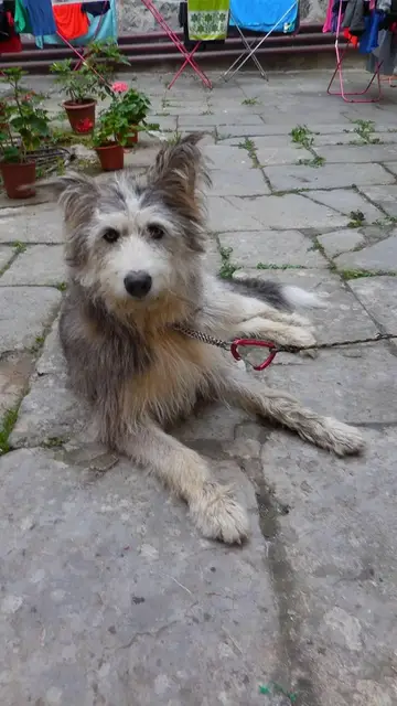 Imagen del perro perdido durante los fuegos artificiales Imagen del perro perdido durante los fuegos artificiales