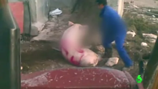 Frame 2.249414 de: maltrato cerdos Frame 2.249414 de: maltrato cerdos