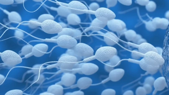 Espermatozoides Espermatozoides