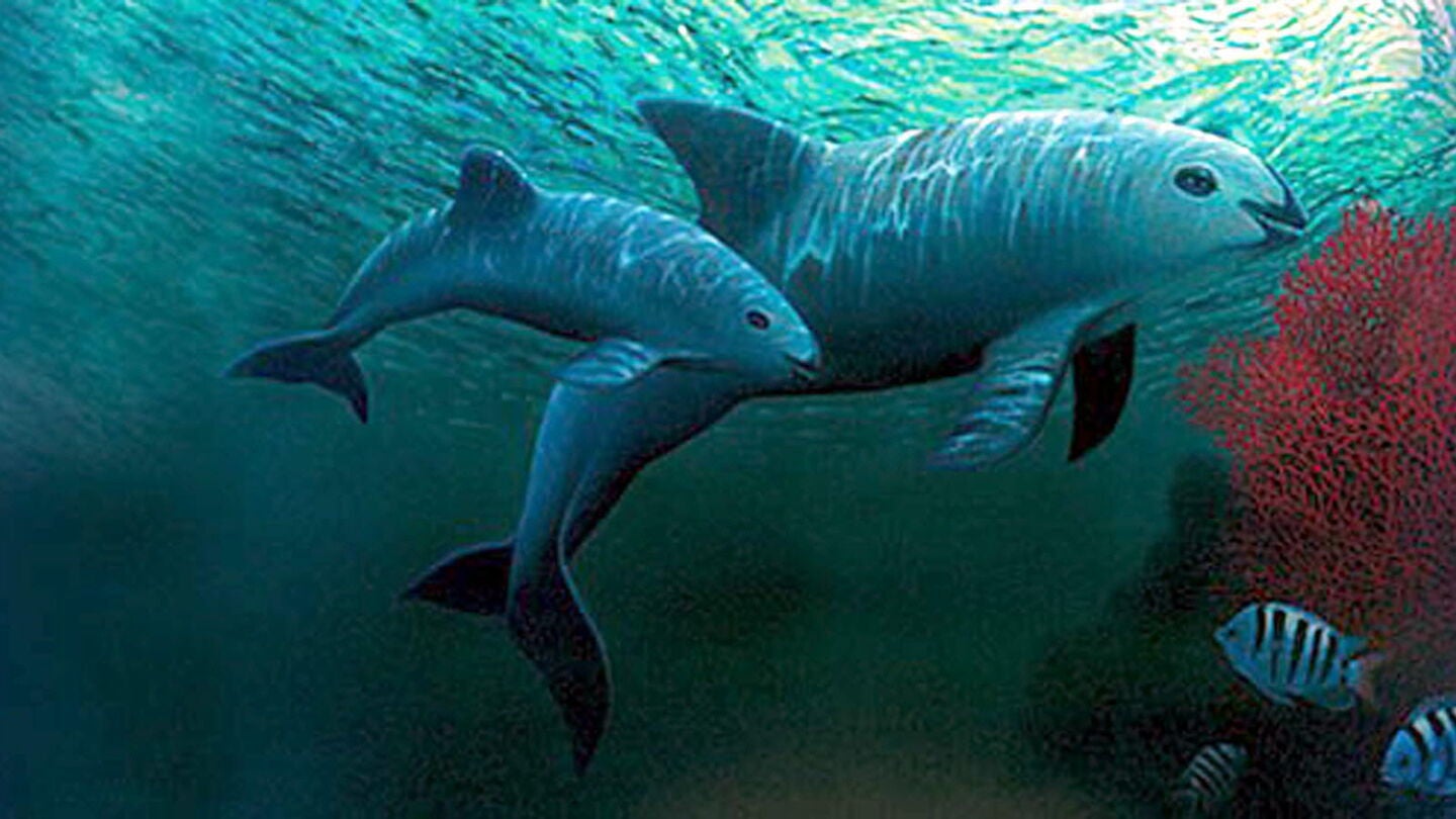 Dos ejemplares de "vaquita marina" (Phocoena Sinus) nadan en aguas del Mar de Cortez (M&eacute;xico)