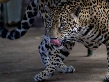 Más de 26 jaguares han sido asesinados en 2016 Más de 26 jaguares han sido asesinados en 2016
