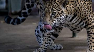 Más de 26 jaguares han sido asesinados en 2016